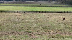 Aerial of fencing dividing pastures beautifully on a large farm in North Ga., installed by Peachtree Fence & Gates