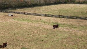 Farm fence on a cattle farm in North Ga., installed by Peachtree Fence & Gates